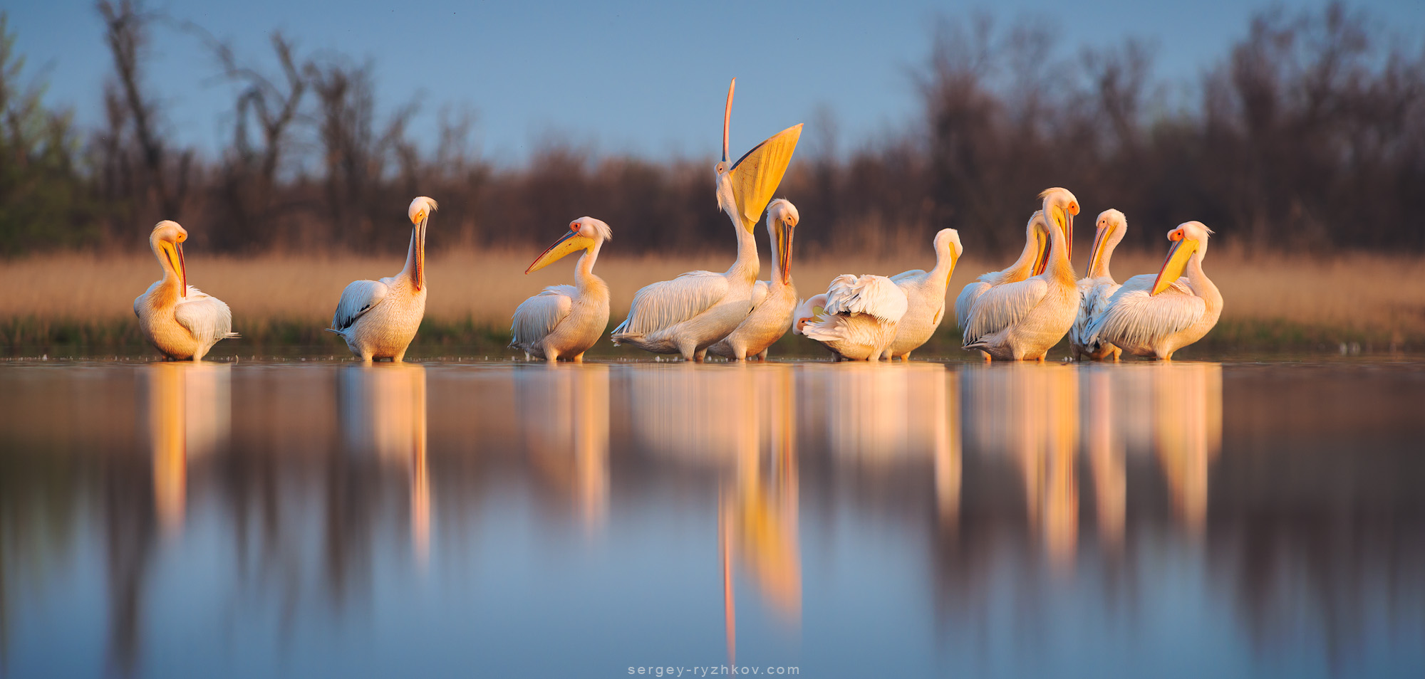 Pelicans