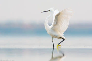 Little Egret