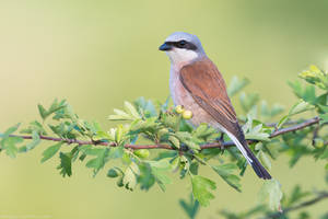 Red-backed Shrike