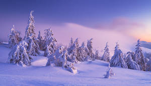 Winter in Carpathians