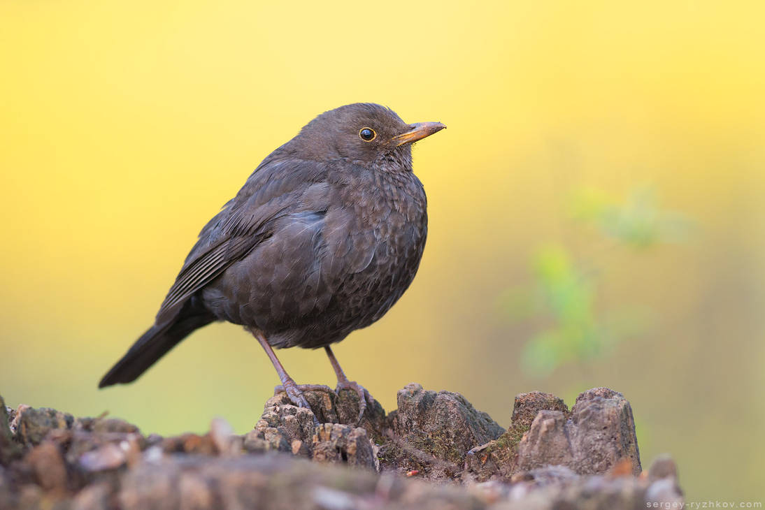 Common blackbird (Turdus merula) by Sergey-Ryzhkov on DeviantArt