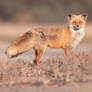 Red fox (Vulpes vulpes)