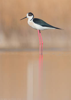 Black-winged stilt (Himantopus himantopus)