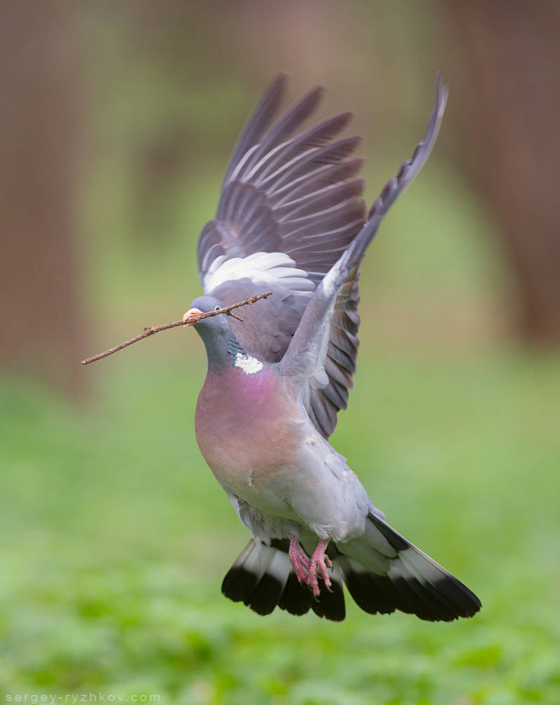Wood Pigeon In Flight Columba Palumbus By Sergey Ryzhkov On DeviantArt wood-pigeon-in-flight-columba-palumbus-by-sergey-ryzhkov-on-deviantart