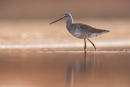 Spotted Redshank (Tringa erythropus)