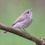 Red-breasted Flycatcher. Female