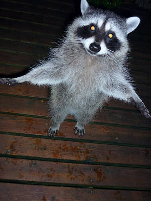 Racoon by AtomicTaylor Racoon by AtomicTaylor