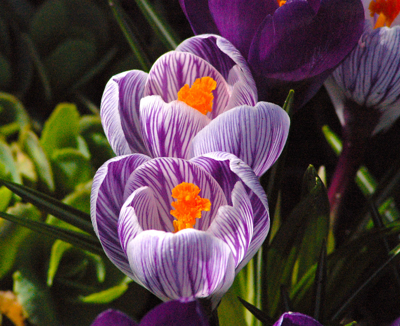 Striped Crocus by samsoncb on DeviantArt