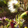 Common Groundsel