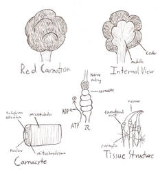 Red carnation anatomy