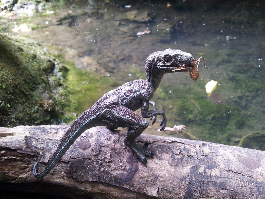 Papo Velociraptor in Rovereto by Dark-Hyena on DeviantArt