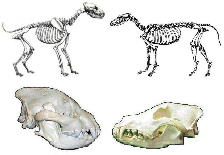 Hyena wolf skeleton comparison