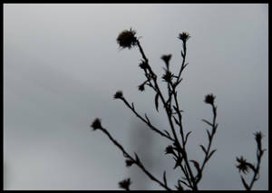 cold rain flowers