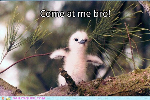 Come at me bro!