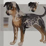 OTA | leopard catahoula