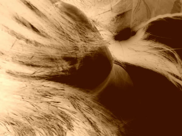 Tatteredness the old and tattered by flixionsic on DeviantArt