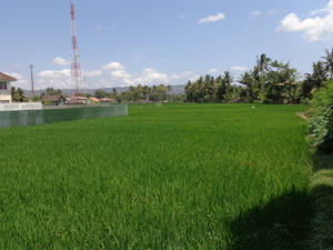 Paddy Field in Town