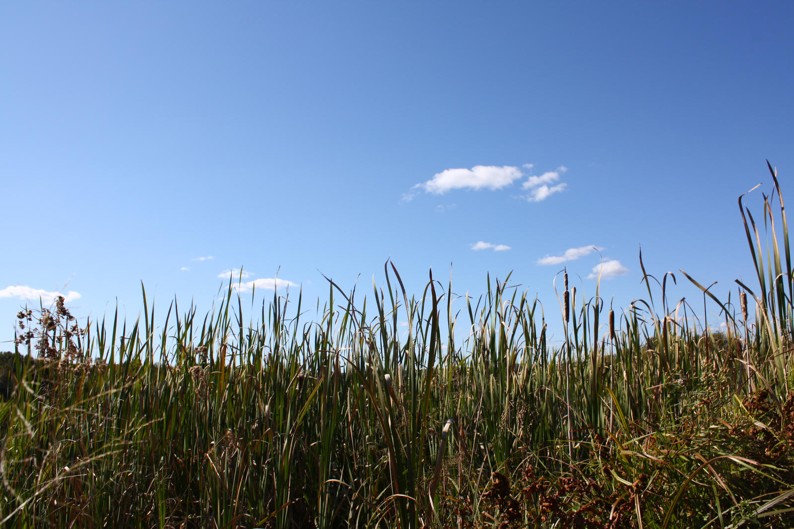 Grassy Background