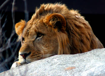 sad lion