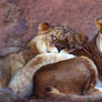 LION LOVE