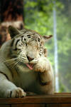 oh so bored by TlCphotography730