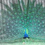 strutting peacock