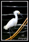 Proud snowy egret by TlCphotography730