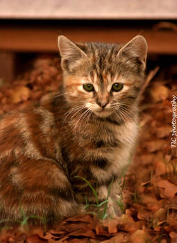 Fall kitten 3