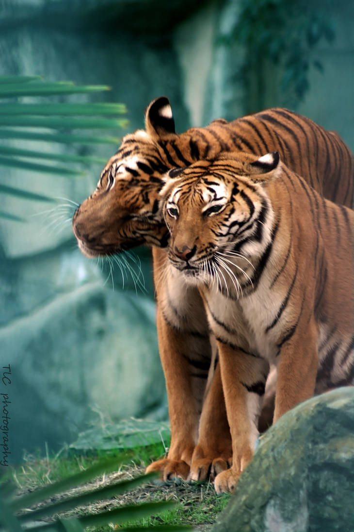 Showing the love by TlCphotography730