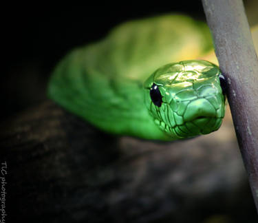 Green mamba