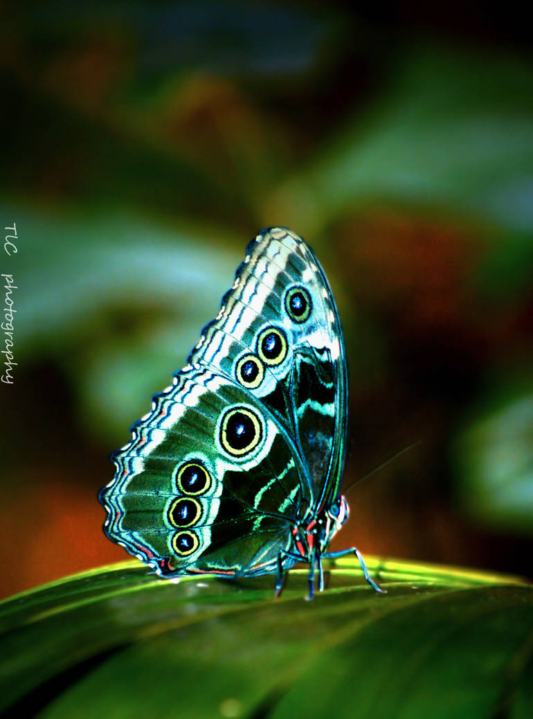 wallpapers Show Me Pictures Of Beautiful Butterflies beautiful butterfly by