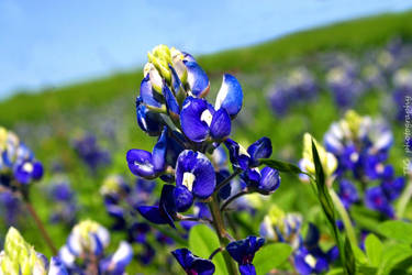 Texas Blue bonnets