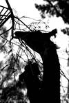 Giraffe silhouette by TlCphotography730