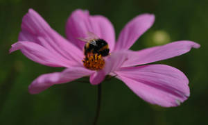 Bee in Flower