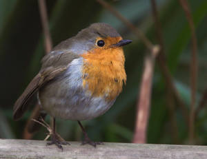 An Irish Robin