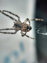 Larinioides sclopetarius (bridge spider)