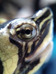 Trachemys scripta scripta (yellow bellied slider)