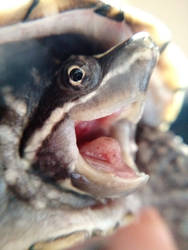 Sternotherus odoratus (stinkpot musk turtle)