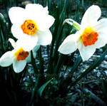 Daffodils by noktrnal13