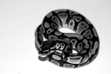 Skull the baby ball python