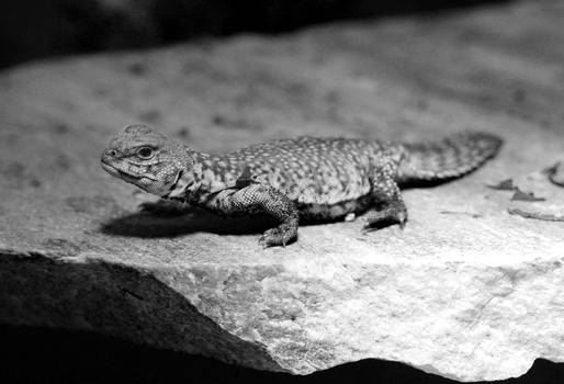 nordafrican spiny-tailed lizard