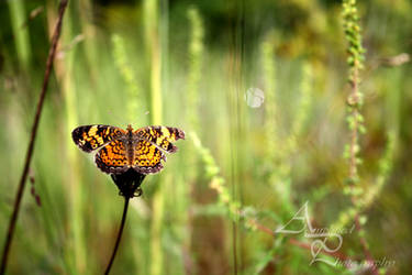 Butterfly Wings