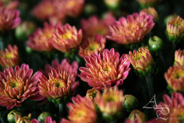 Chrysanthemum Morning