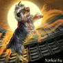 Yorkie-Fu