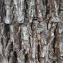 Pecan Tree Bark (non tileable)