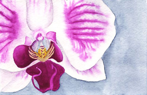 Phalenopsis 1
