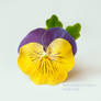 Brooch - Pansy