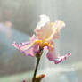 Iris - Polymer Clay Flowers