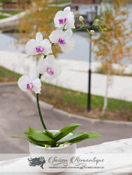 Phalaenopsis Orchid - Polymer Clay Flowers