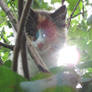 Kita and small solar cat